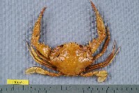 藏品(武士蟳)的圖片